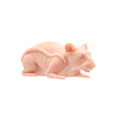 Tattooable Naked Rat