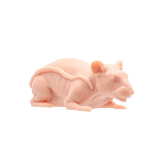 Tattooable Naked Rat